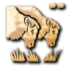 Over Grazing